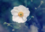 TOPseom123 TOPseom123