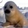 foca
