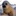 foca